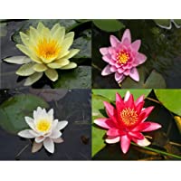 Desconocido Planta DE Estanque. 4 Tipos DE NENUFAR